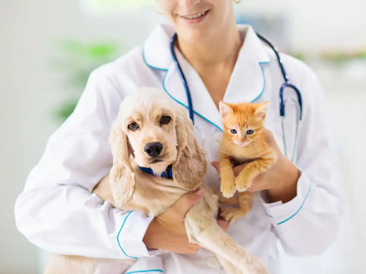 2025 Guide to Pet Insurance: Is It Right for You?